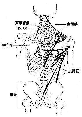 肩こり　五十肩